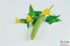 4款秋季瘦身食譜 健康減肥吃出好身材